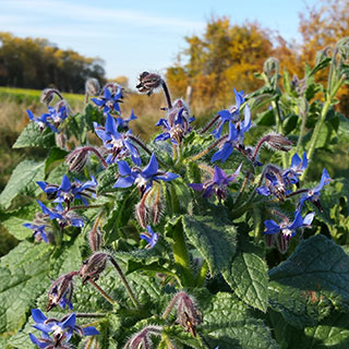 Borage